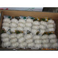 Export New Crop Chinese Pure White Garlic